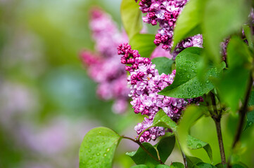 branch with lilac spring flowers, bright blooms of spring lilacs bush, soft focus, closeup