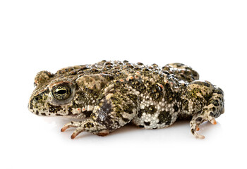 Natterjack toad in studio