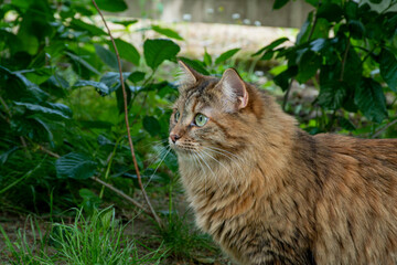 Naklejka na ściany i meble Siberian tricolor cat walks in the garden. Green grass around. The cat has green eyes and very fluffy fur.