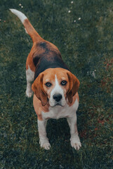 The beautiful beagle on the daisy field