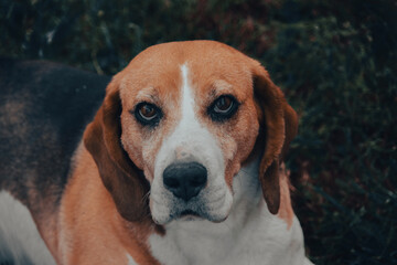 The beautiful beagle on the daisy field