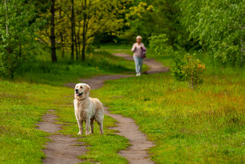 A walk with dogs in a city park!