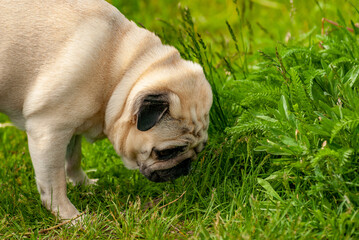 A beautiful pug walking in the park!