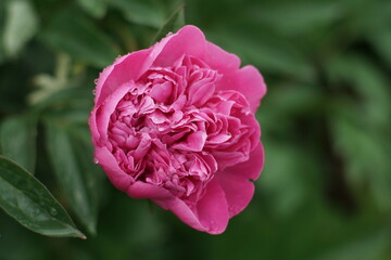 Pfingstrose in voller Blüte zwischen Christi Himmelfahrt und Pfingsten, Paeonia ×suffruticosa