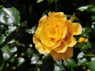 Żółta róża w ogrodzie, w kroplach deszczu. Zdjęcie zrobione 28 maja 2022 roku.  - obrazy, fototapety, plakaty