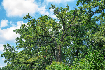 View of large old tree with twisted branches and green leaves, blue sky on background