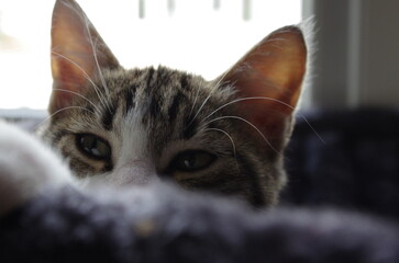 Chat jugeur 