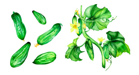 Set of green cucumber plant watercolor illustration on white.