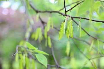 Green tree seed pods