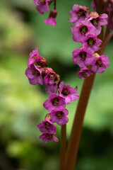 Obraz premium Bergenie Blume