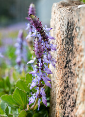 Scaredy Cat Plant purple flowers background. High resolution