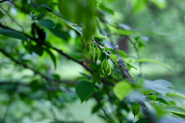 Tree buds growing on a branch
