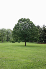 Fototapeta na wymiar Solitary tree in park
