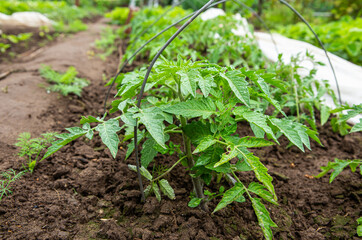 Photo a bed with tomato seedlings. Growing tomatoes on a farm in eco-friendly conditions