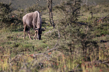 Fototapeta premium African Wildlife Safari