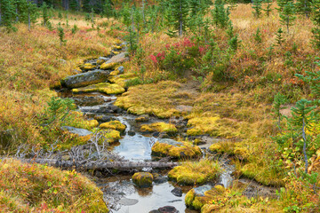 A small mountain stream flows among stones, dry grass and autumn