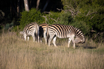 Fototapeta na wymiar African Wildlife Safari
