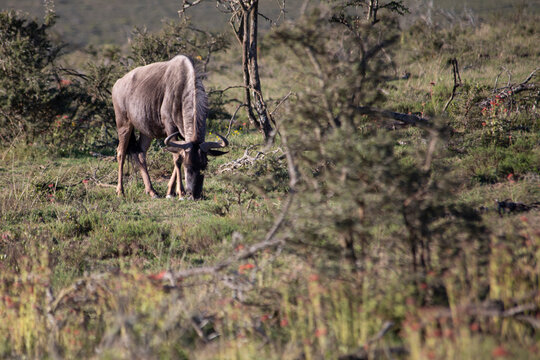 African Wildlife Safari