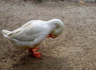 white goose with red paws on gray ground