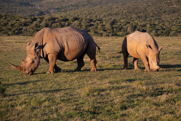 Fototapeta premium African Wildlife Safari