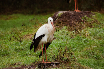 white stork resting at a lake