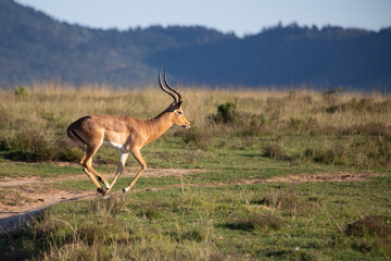 African Wildlife Safari