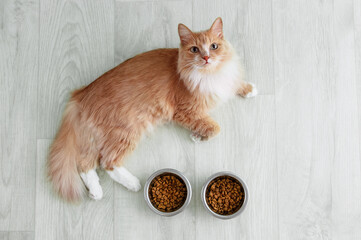 Red cat lies on the floor and  bowl of dry cat food.