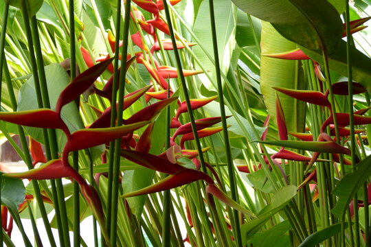 Heliconia Latispatha- Lobster claw flower extended in a garden in Alcantara, Maranhão Brazil. It belongs to the Heliconiaceae family.