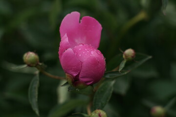 Pfingstrose in voller Blüte zwischen Christi Himmelfahrt und Pfingsten, Paeonia ×suffruticosa