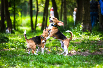 the dogs that play together