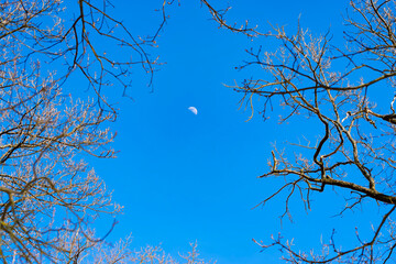 tree branches against a clear blue sky and a daytime moon