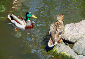 A wild drake takes care of a duck, the duck sits on a stone against the backdrop of a pond