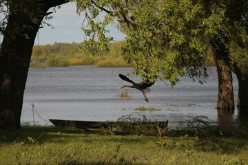 Spring Flood On The Desna River. Mezynsky National Nature Park, Chernihiv Region, Ukraine