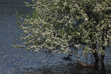 Obraz na płótnie Canvas Spring Flood On The Desna River. Mezynsky National Nature Park, Chernihiv Region, Ukraine