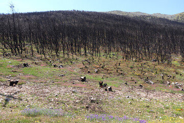 Spring after fire to beautiful pine tree forest a terrible disaster to ecosystem and human kind
