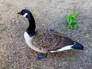 wild gray goose on gray ground