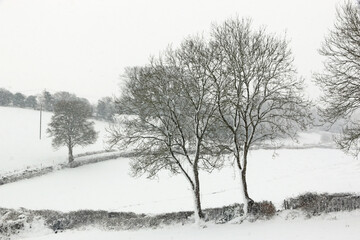 Fototapeta na wymiar Trees in the snow in winter
