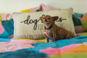 small chihuahua sitting on colorful bed