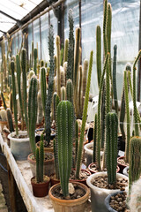Green cactuses in botanical garden