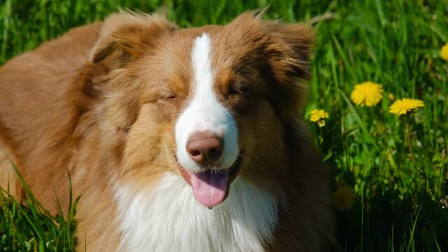Concept of World Animal Day or International Animal Rights Day. Charming chocolate Australian Shepherd lies in field with yellow dandelions and smiles. Obedient puppy in park in summer portrait.