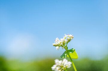 白くかわいいソバの花