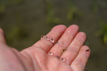 田んぼのカエル卵