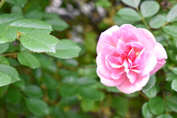 Obraz premium Beautiful pink rose with green leaves in a garden.
