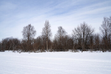 A Snowy Taiga Landscape