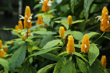 beautiful tropical flowers in the garden
