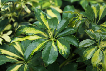 Sheffler Variegated ,plant green background, top view