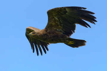 Lesser Spotted eagle Clanga pomarina excellent close up, bird in flight, blue sky natural background 