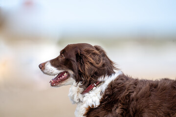 Dog on the beach