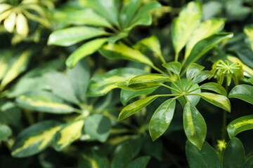 Fototapeta na wymiar Sheffler Variegated ,plant green background, top view
