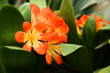 beautiful orange flowers in the garden